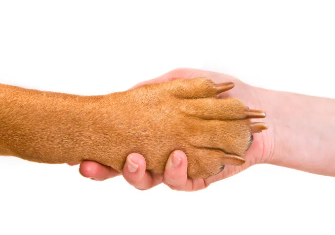 © iStock.com / vitalytitov