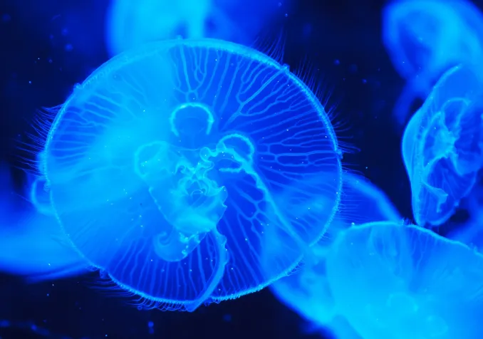 Meduse l’immortelle 