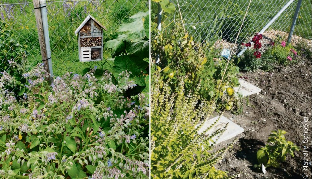 La parcelle du jardin de la paroisse de l’Espace Saint-Luc à Genève. / © Nathalie Schopfer