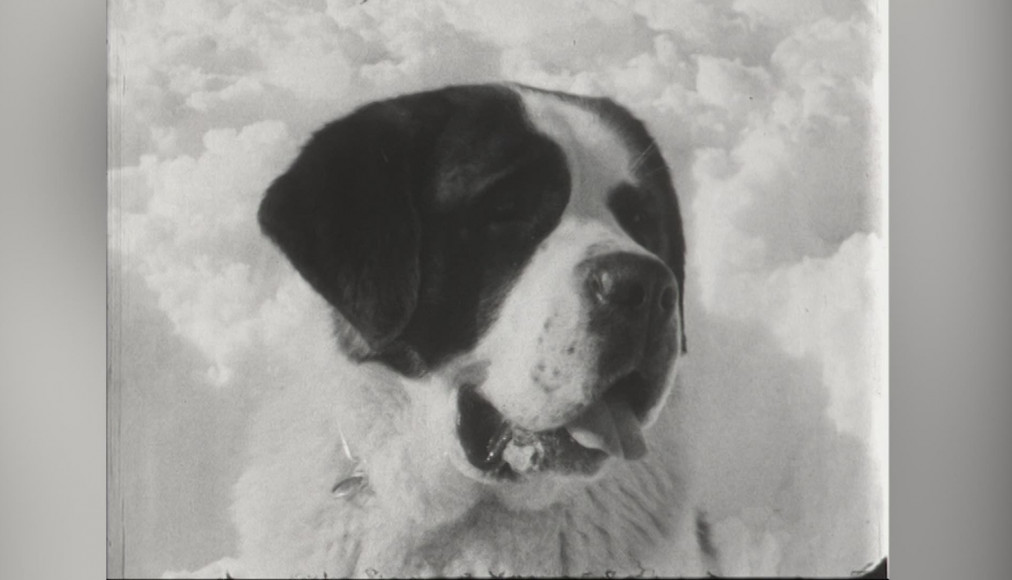 Les saint-bernard, ces éternels sauveurs / ©RTSreligion